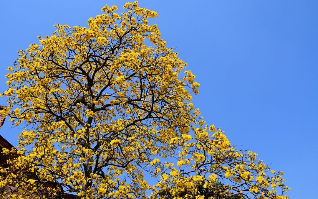 Guayacanes: el centro se viste  de color