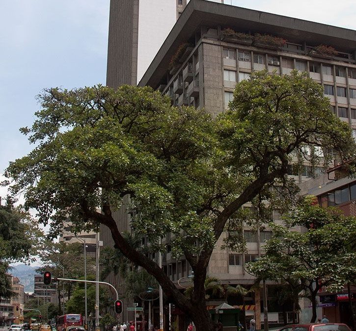 Verde: vida más allá del cemento