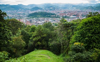 El último bosque del centro