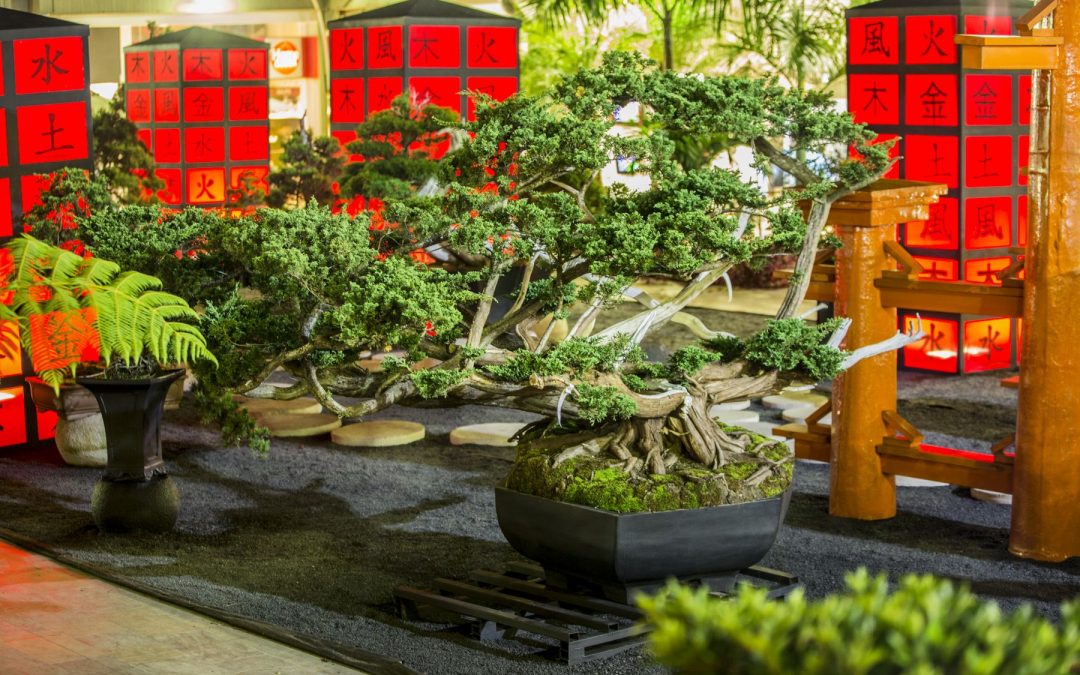 Sandiego vuelve a vestirse de bonsais