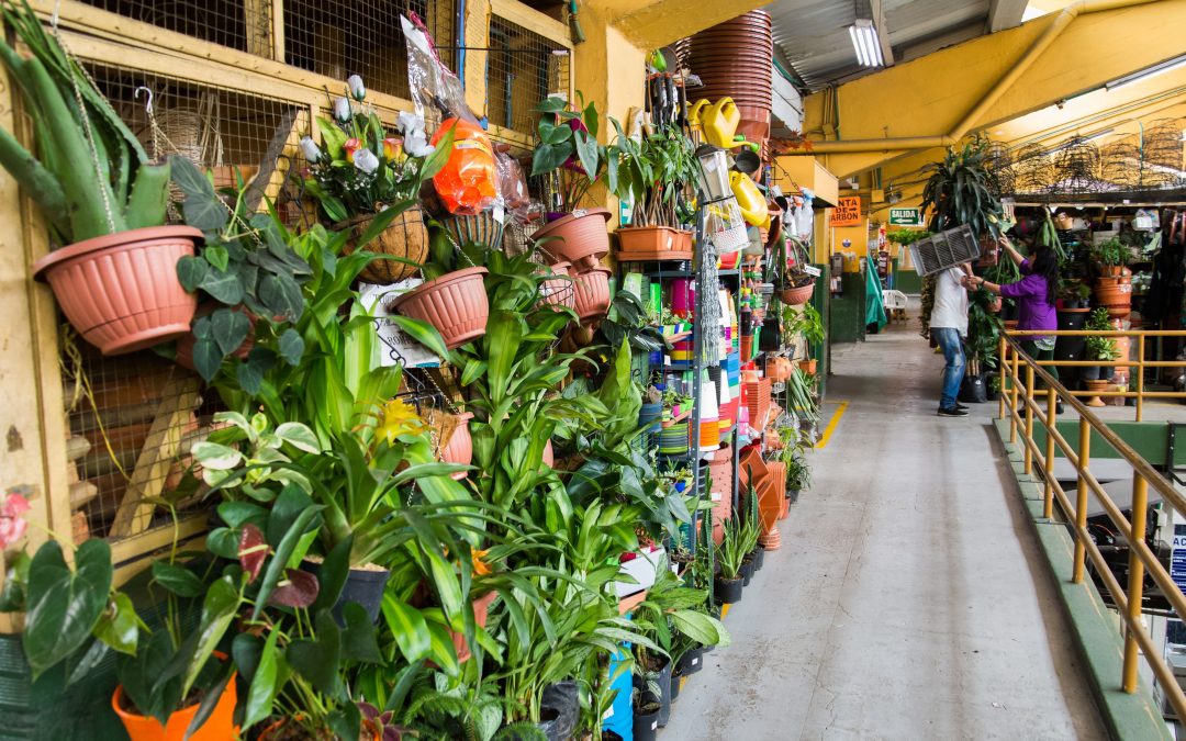 Entre Flórez y flores