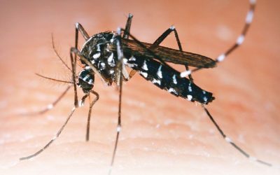 Alerta por aumento de casos de dengue en Medellín