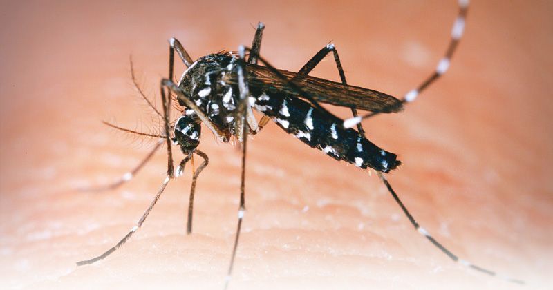 Alert for increase in dengue cases in Medellín