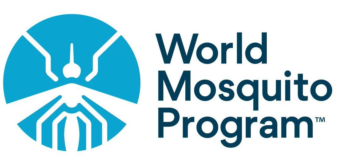 Liberan mosquitos que combaten infecciones