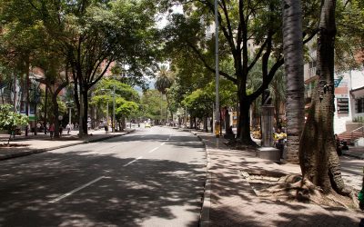 Un recuento de la historia del centro de Medellín a través de sus árboles