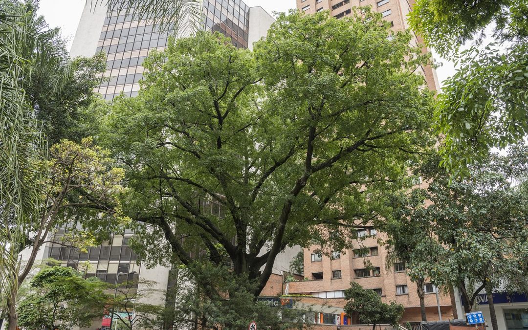 Árboles longevos del centro: guardianes silenciosos de la historia