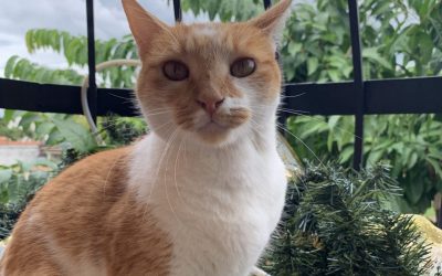 Proteja a su mascota después de la cuarentena