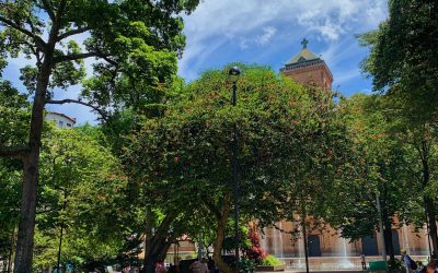 El carbonero de medellín árbol