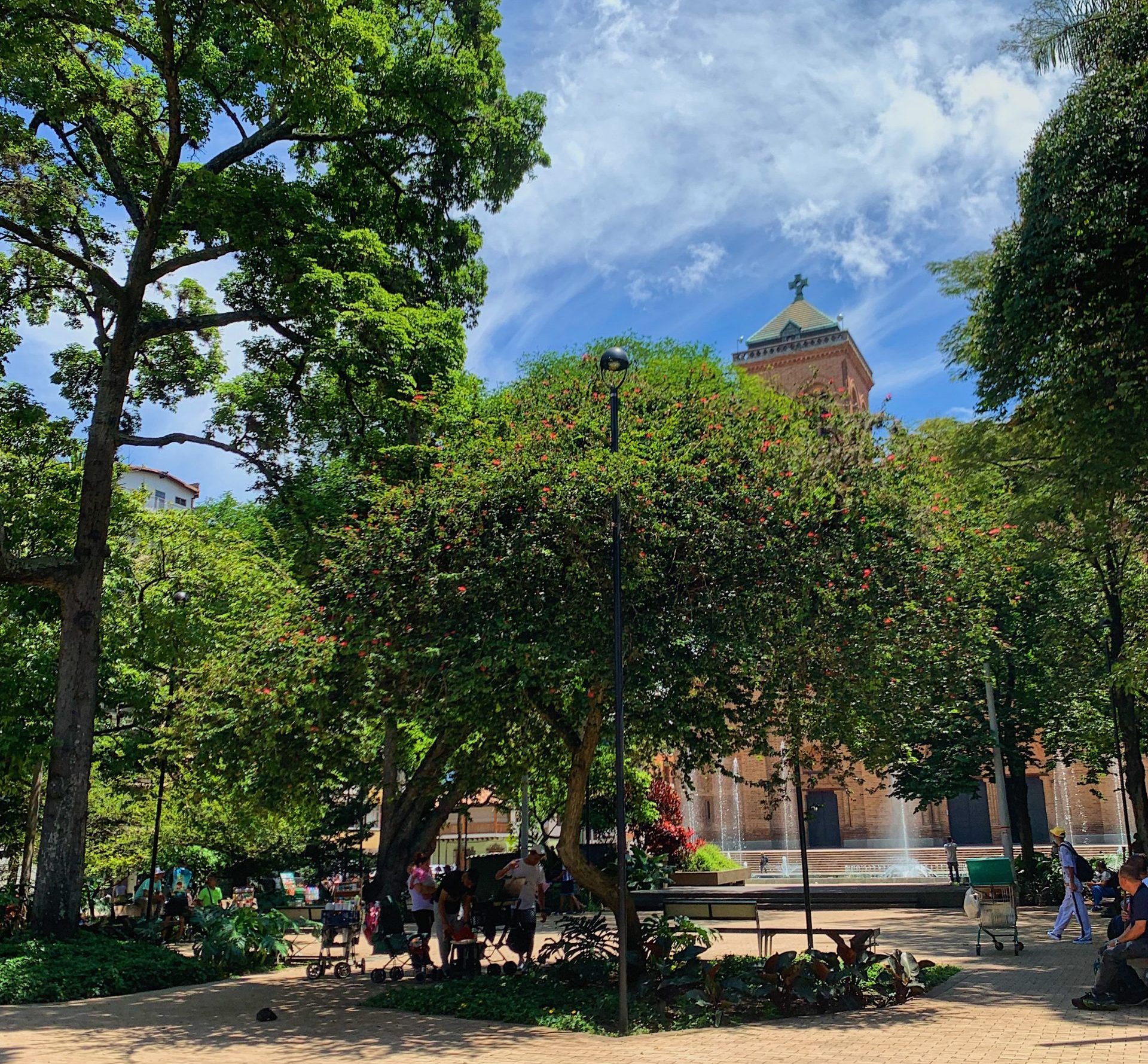 El carbonero de medellín árbol