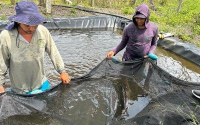 Los spa de peces donde se estudia y se reproducen las especies del río Cauca
