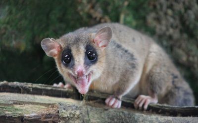 Sistema de información de biodiversidad