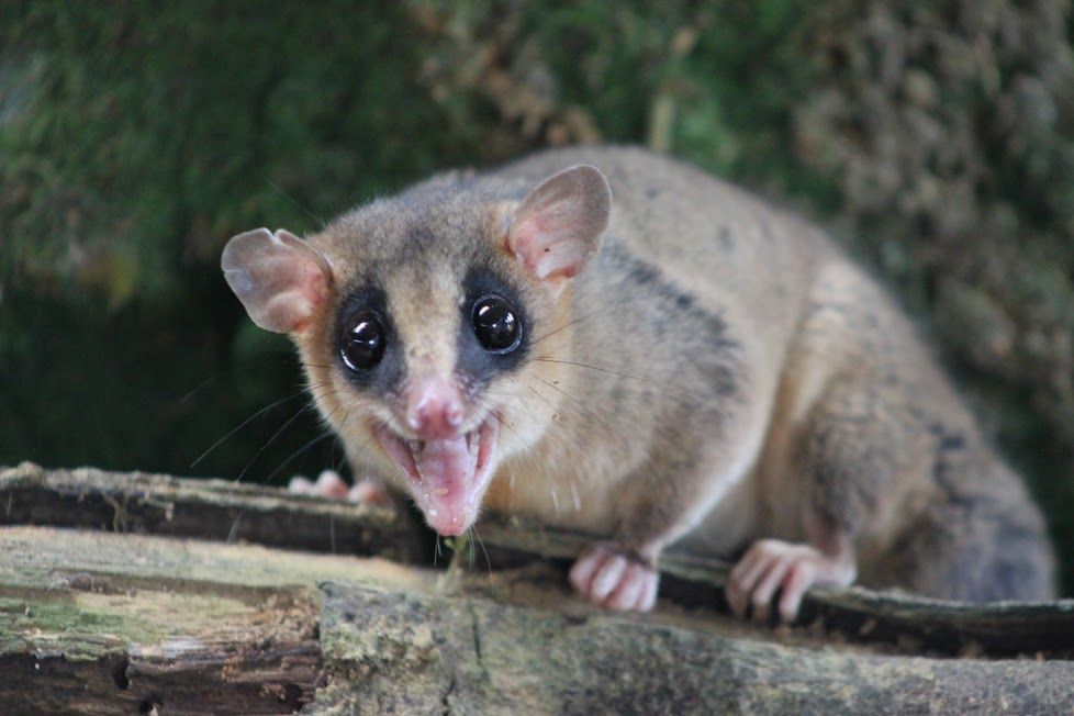 Sistema de información de biodiversidad