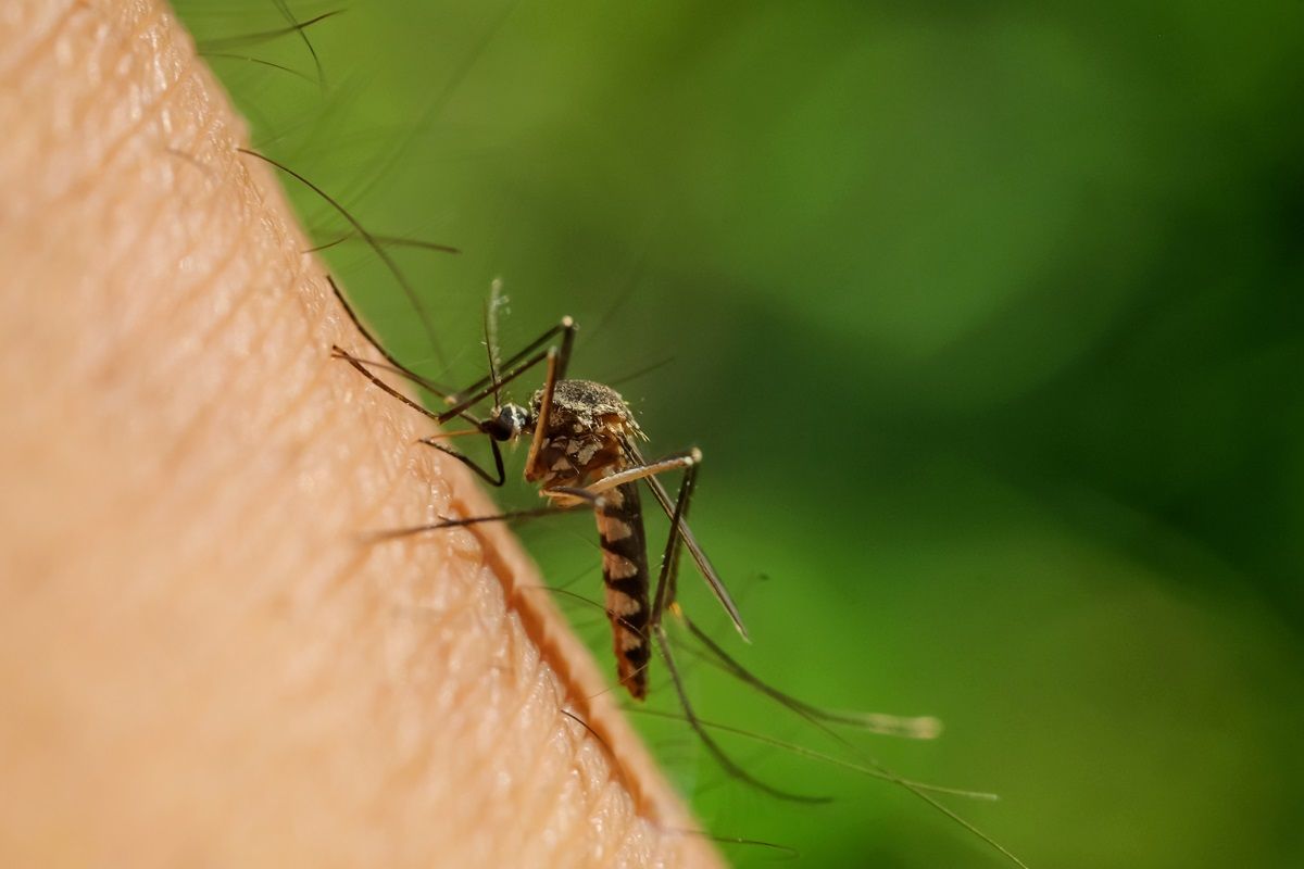 Mosquito dengue