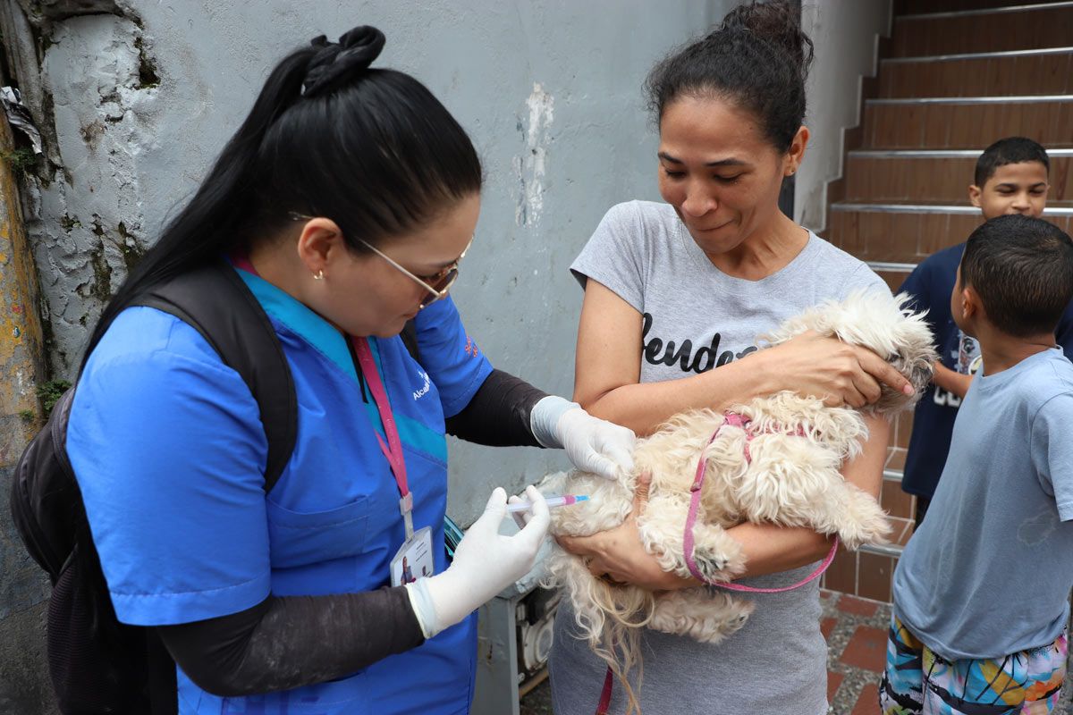 In Medellín, the mayor’s workplace vaccinates animals towards rabies