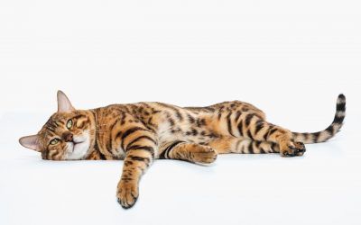 Obesidad en gatos: así puede evitar el sobrepeso