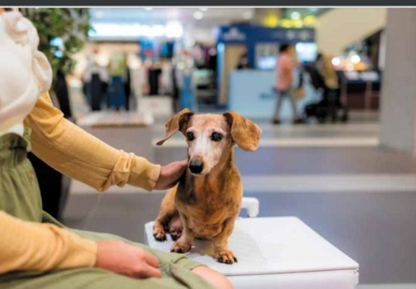 Mascotas en centros comerciales