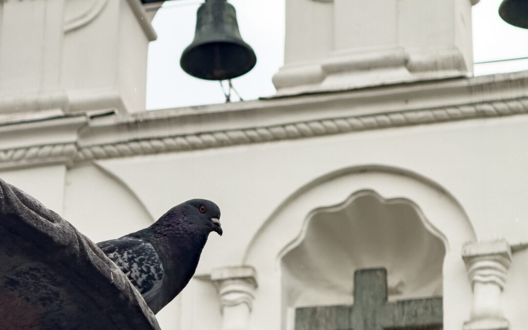 Palomas, ¿un problema para el centro de Medellín?