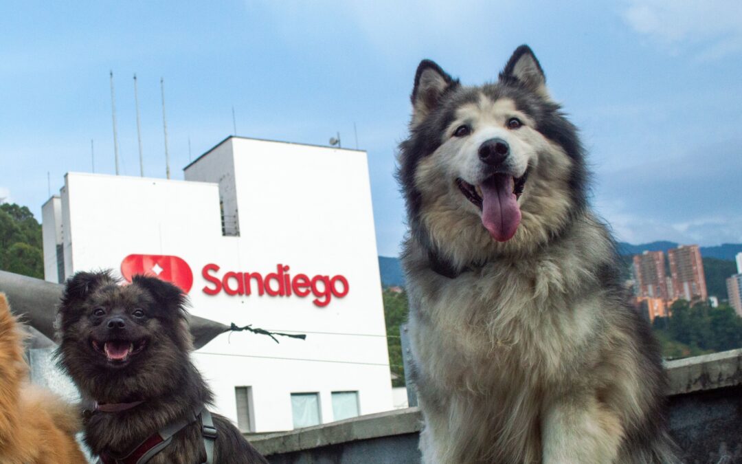 Este fin de semana, feria canina en Sandiego: exhibiciones, deporte y adopción responsable